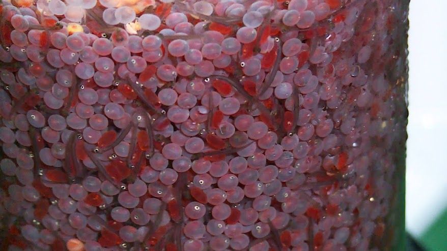 Incubating eggs