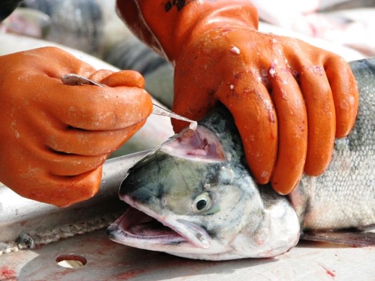 Salmon sampled for otolith thermal marking and fish aging