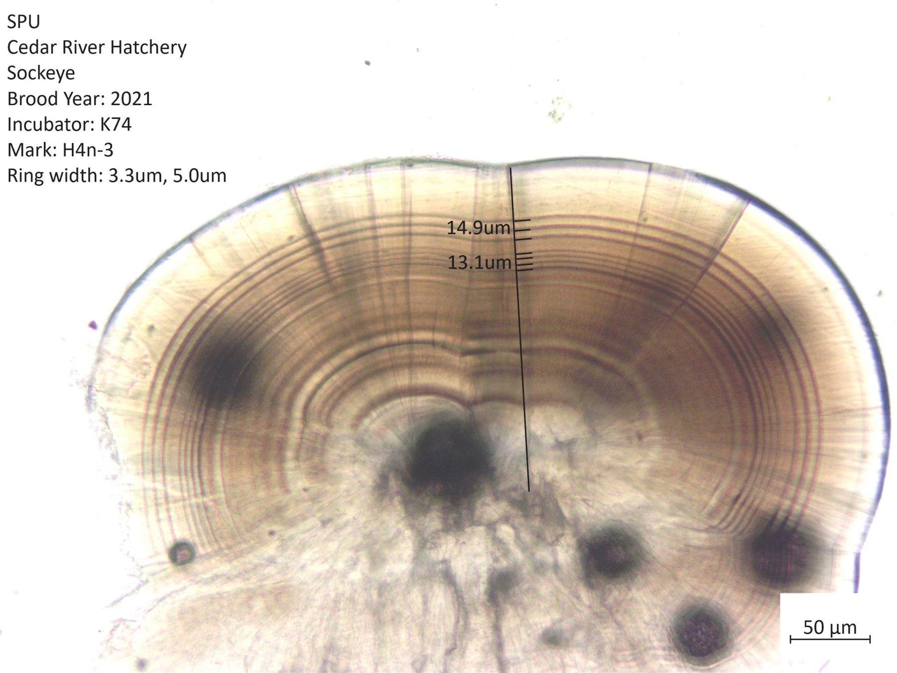 Salmon otolith thermal mark rings under transmitted light